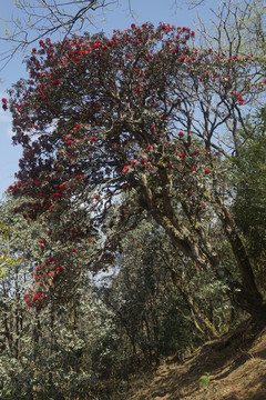 菌子山杜鹃花