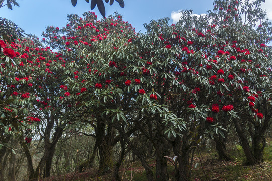 菌子山杜鹃花