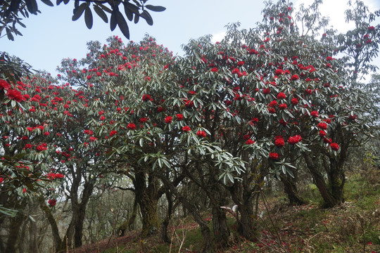 菌子山杜鹃花