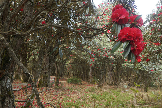 菌子山杜鹃花