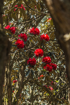 菌子山杜鹃花