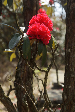 菌子山杜鹃花