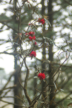 菌子山杜鹃花