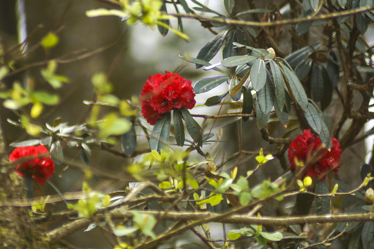 菌子山杜鹃花