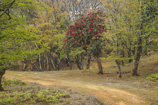 菌子山杜鹃花