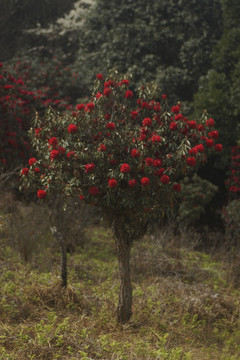 菌子山杜鹃花