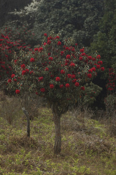 菌子山杜鹃花