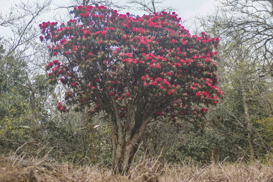 菌子山杜鹃花