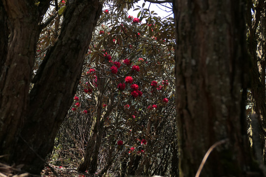 菌子山杜鹃花