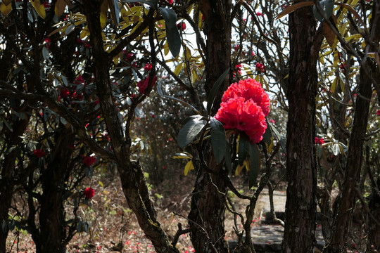 菌子山杜鹃花