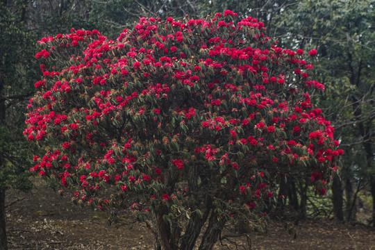 菌子山杜鹃花