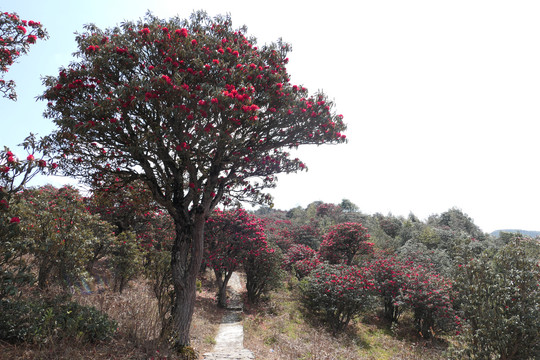 菌子山杜鹃花