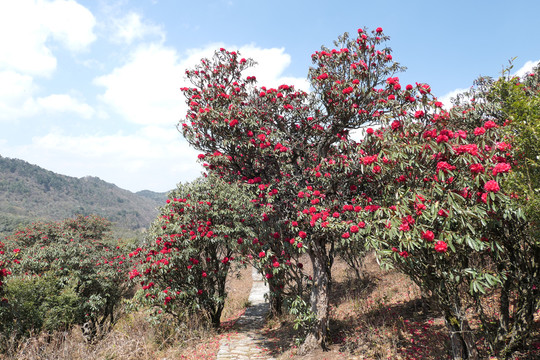 菌子山杜鹃花