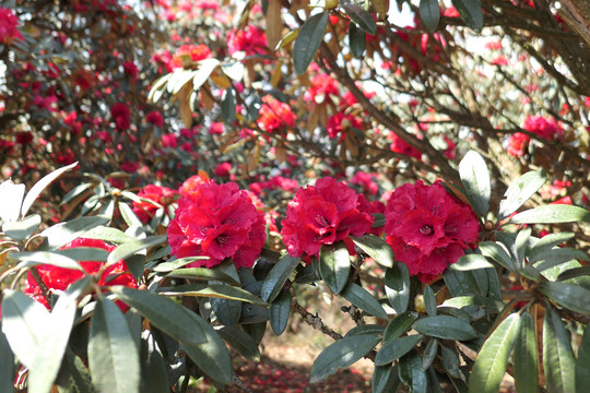 菌子山杜鹃花