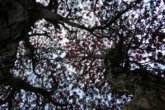 菌子山杜鹃花