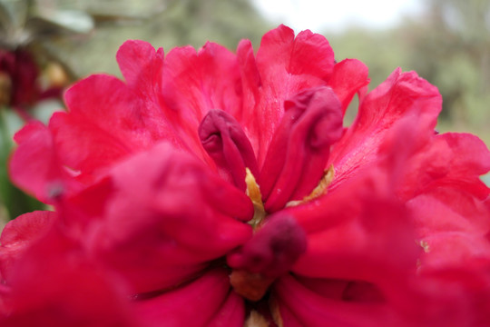 菌子山杜鹃花