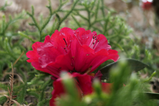 菌子山杜鹃花