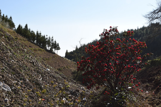 菌子山杜鹃花