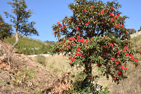 菌子山杜鹃花