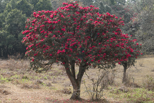 菌子山杜鹃花