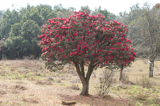菌子山杜鹃花