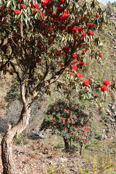 菌子山杜鹃花
