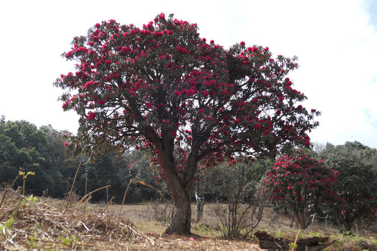 菌子山杜鹃花