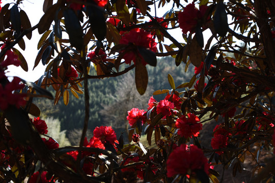菌子山杜鹃花