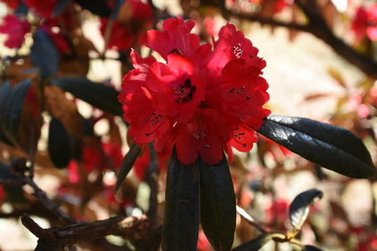 菌子山杜鹃花