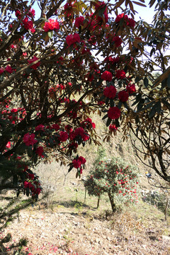 菌子山杜鹃花