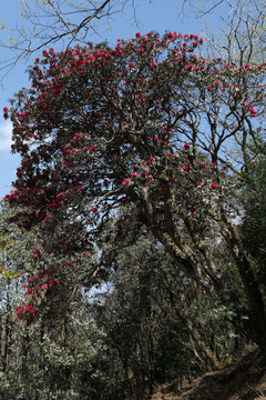 菌子山杜鹃花