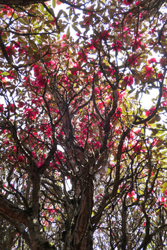 菌子山杜鹃花