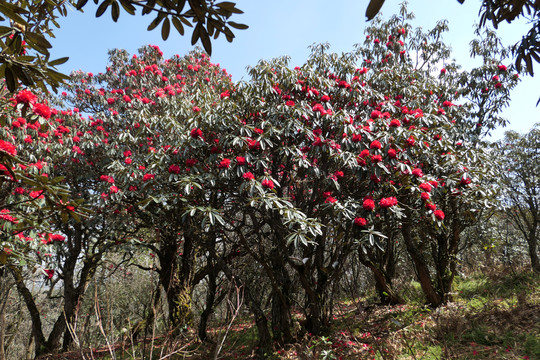 菌子山杜鹃花
