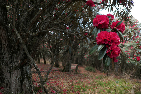 菌子山杜鹃花