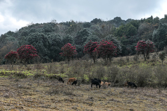 菌子山黑山羊