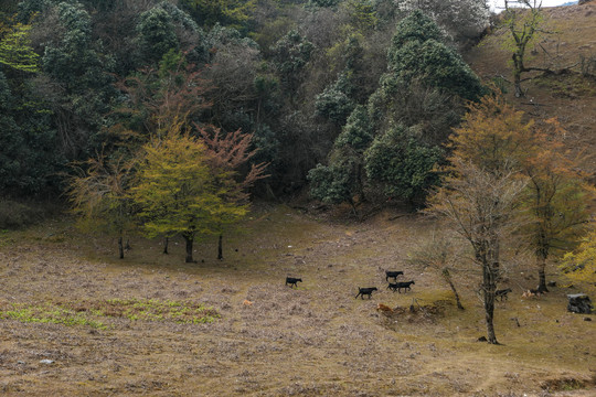 菌子山黑山羊