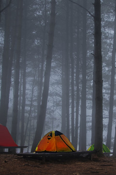 菌子山雨雾风光