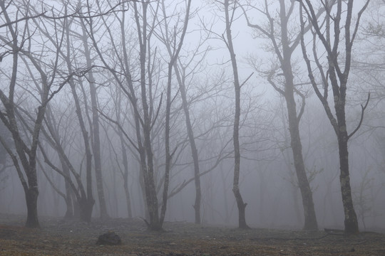 菌子山雨雾风光