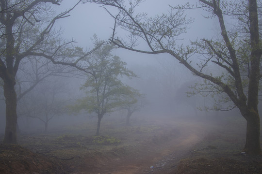 菌子山雨雾风光