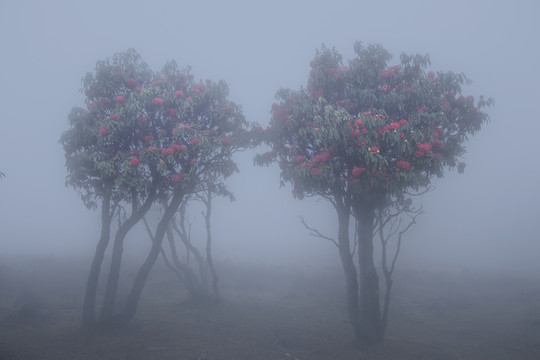 菌子山雨雾风光