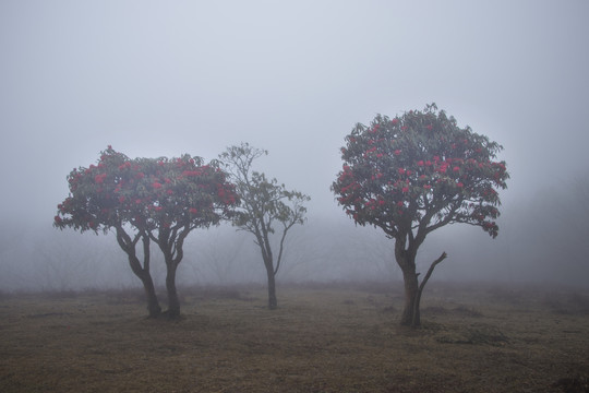 菌子山雨雾风光