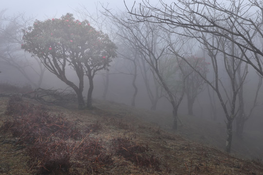 菌子山雨雾风光