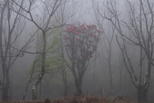 菌子山雨雾风光