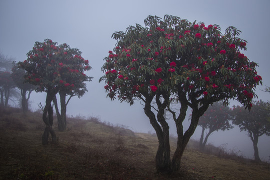 菌子山雨雾风光