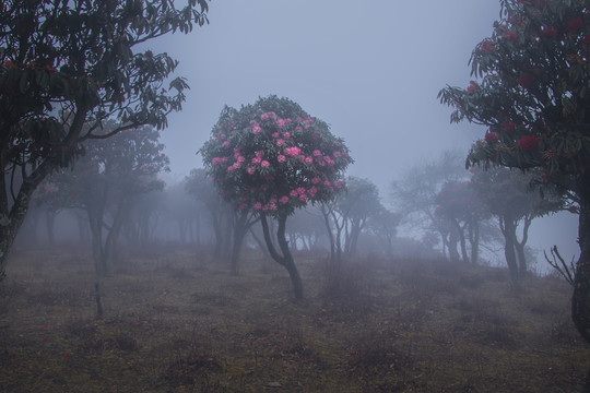 菌子山雨雾风光