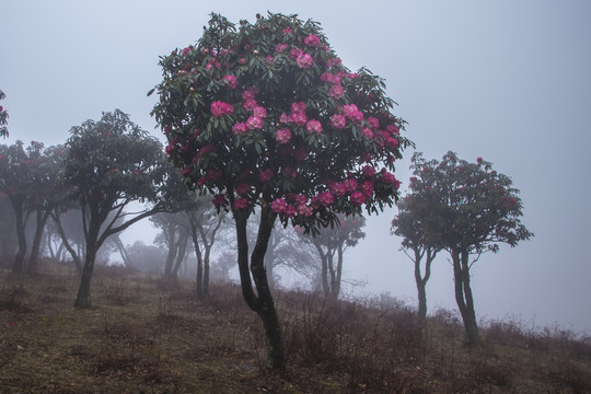 菌子山雨雾风光