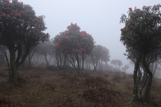 菌子山雨雾风光