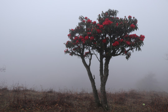 菌子山雨雾风光