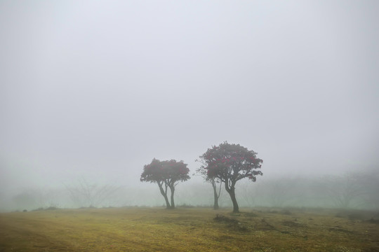 菌子山雨雾风光