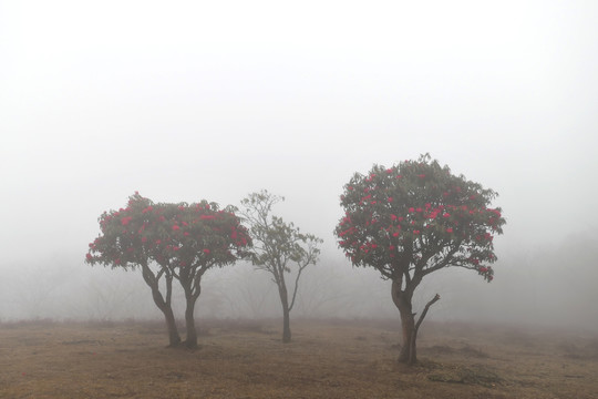 菌子山雨雾风光